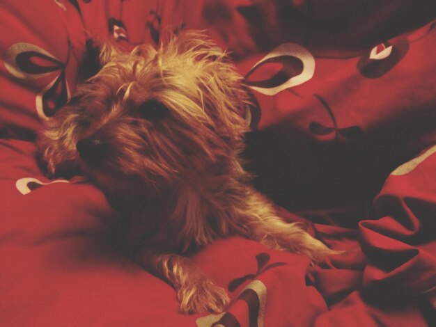 Photo close-up of dog relaxing on bed at home