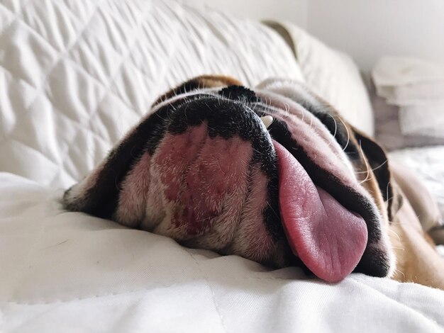 Photo close-up of dog relaxing on bed at home