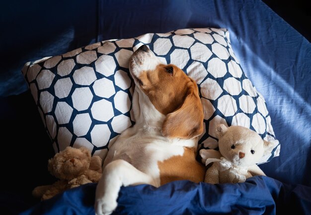 Foto close-up di un cane che si rilassa a letto a casa