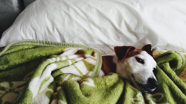 Foto close-up di un cane che si rilassa sul letto a casa