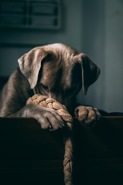 Foto close-up di un cane che si rilassa a letto a casa