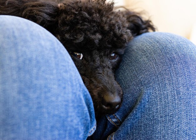 Photo close-up of dog relaxing on blue jeans