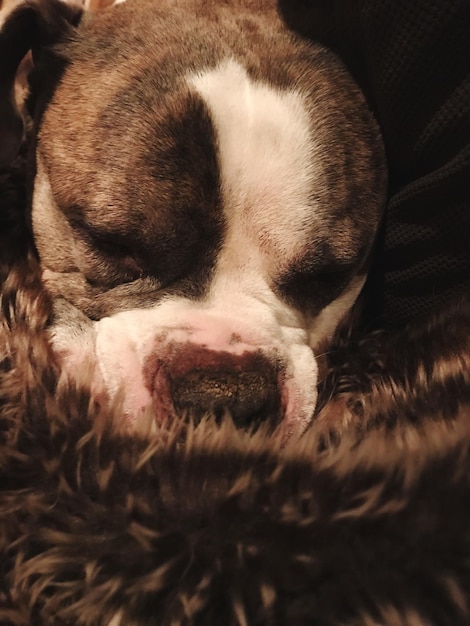 Close-up of dog relaxing on carpet