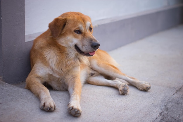 床でリラックスしている犬のクローズアップ