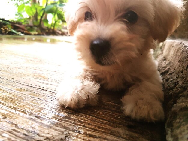 床でリラックスしている犬のクローズアップ