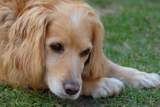close-up of dog relaxing on grass