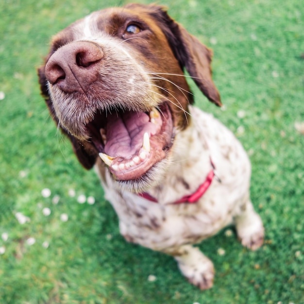 Photo close-up of dog relaxing on grassy field