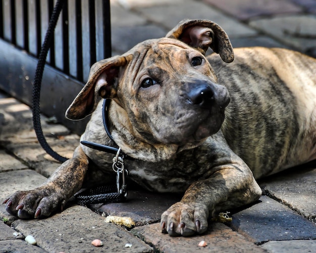 Photo close-up of dog relaxing outdoors