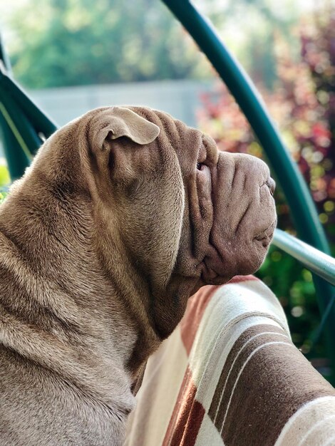 Foto close-up di un cane che si rilassa all'aperto