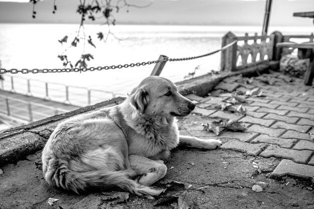 Photo close-up of dog relaxing outdoors