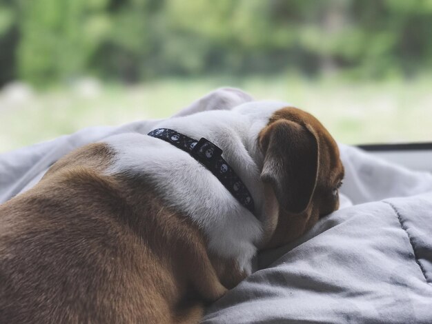 犬がリラックスしているクローズアップ