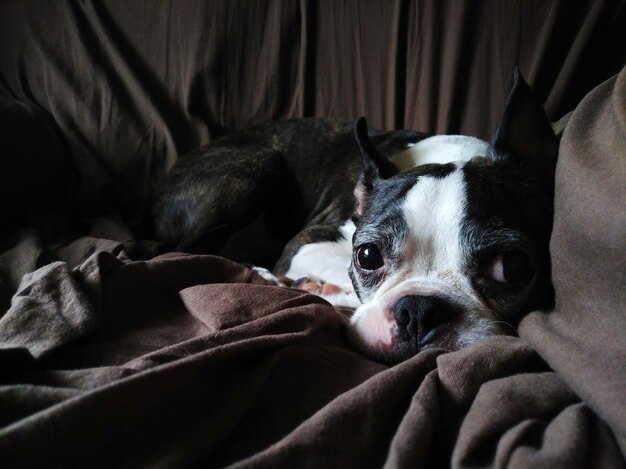 Photo close-up of a dog resting on bed at home