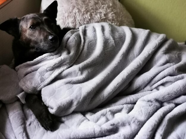 Close-up of dog resting on bed at home