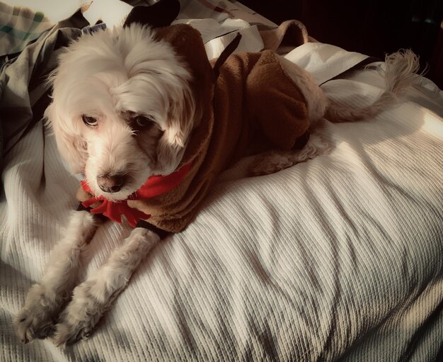 Close-up of a dog resting on bed