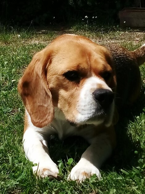 Close-up of dog resting on field