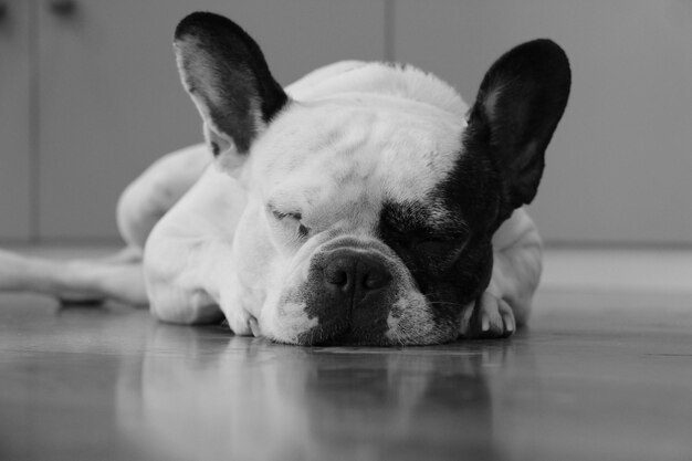 Photo close-up of a dog resting on floor at home