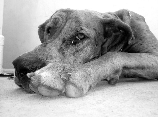 Foto close-up di un cane che riposa sul pavimento