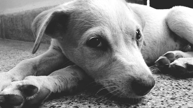 床に横たわっている犬のクローズアップ