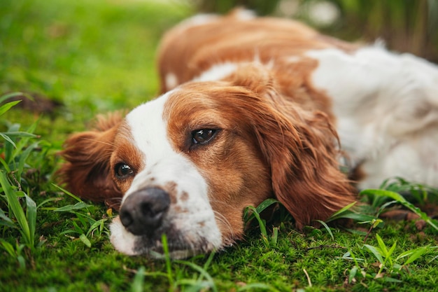 草の上に休んでいる犬のクローズアップ
