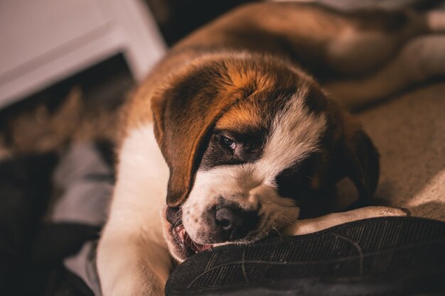 Photo close-up of dog resting at home