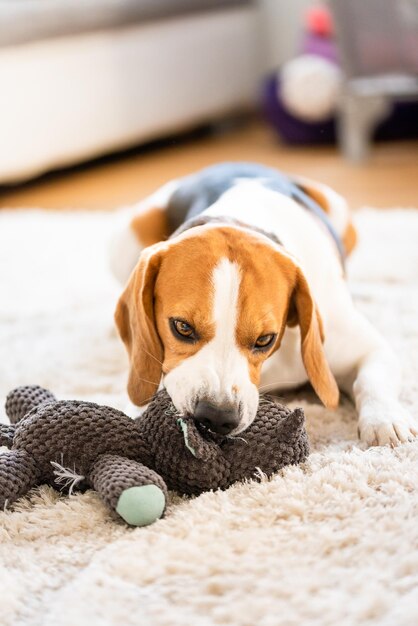 Photo close-up of a dog resting on rug