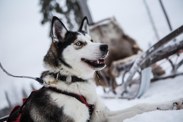 Foto close-up di un cane che si riposa su un campo coperto di neve