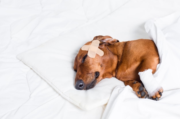 白いシーツで休んでいる犬にクローズアップ