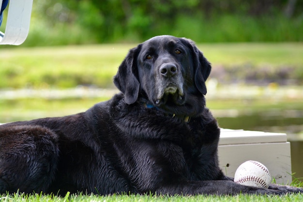 Foto close-up di un cane in riposo con una palla da baseball sulle gambe