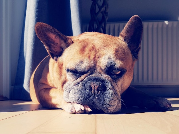 Photo close-up of dog resting