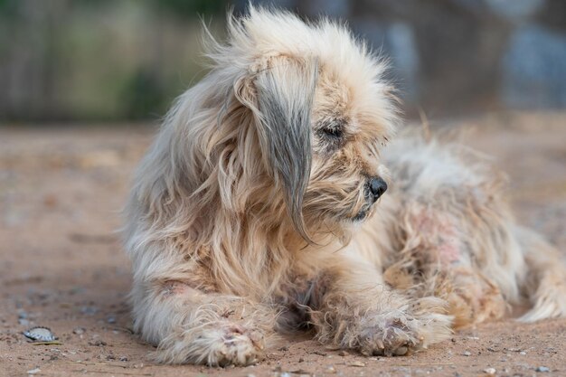 Foto close-up di un cane che si riposa