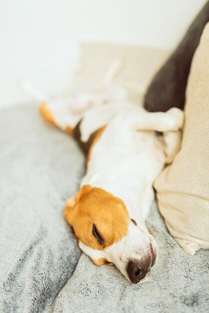 Close-up of a dog resting