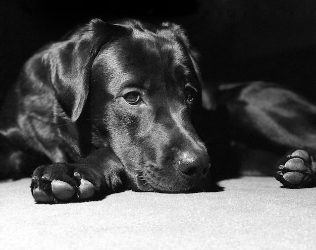 Photo close-up of a dog resting