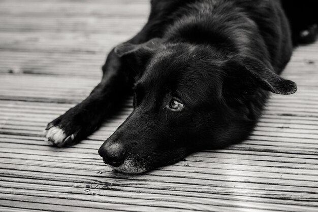 Photo close-up of dog resting