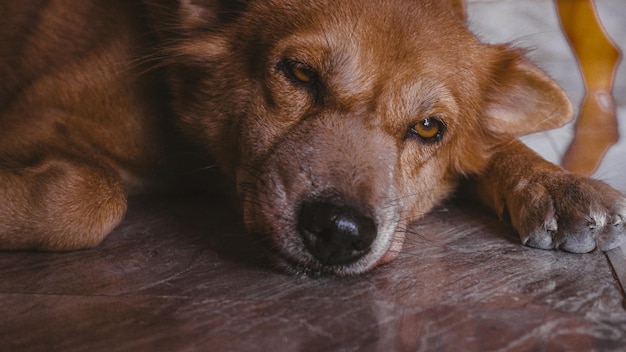 Close-up of a dog resting