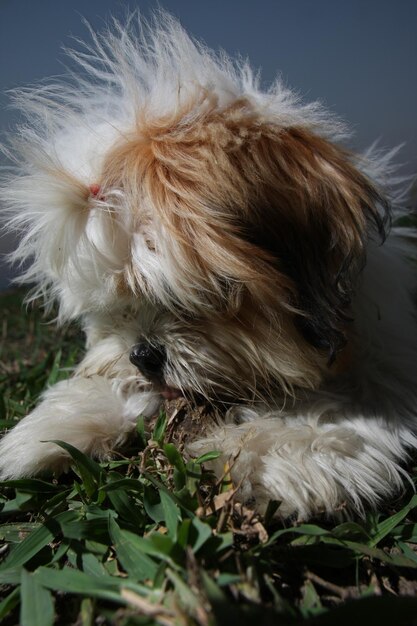 Photo close-up of a dog resting