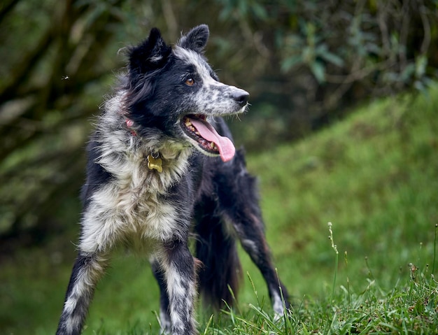 Photo close-up of dog running on field