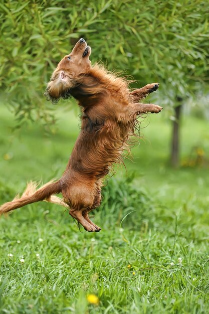 Photo close-up of a dog running on grass