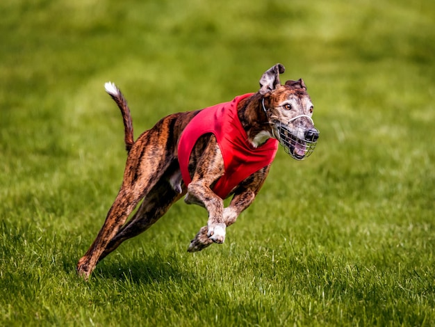 Foto close-up di un cane che corre su un campo erboso