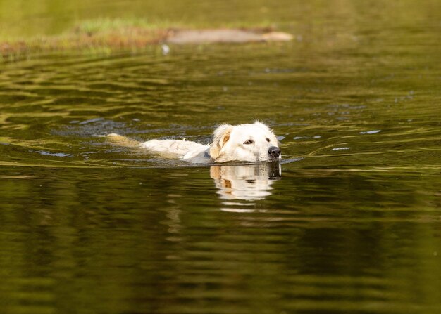 Photo close-up of dog running in lake