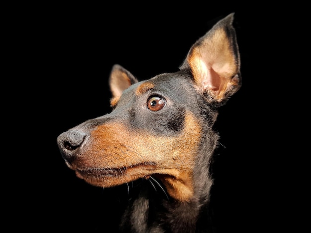 A close up of a dog's face with the word doberman on it.