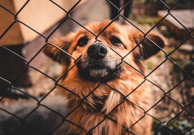 close-up of dog seen through chainlink fence
