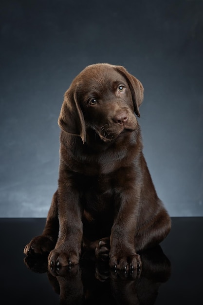 Photo close-up of dog sitting against gray background