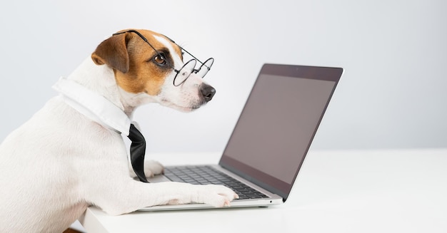 Photo close-up of dog sitting against white background