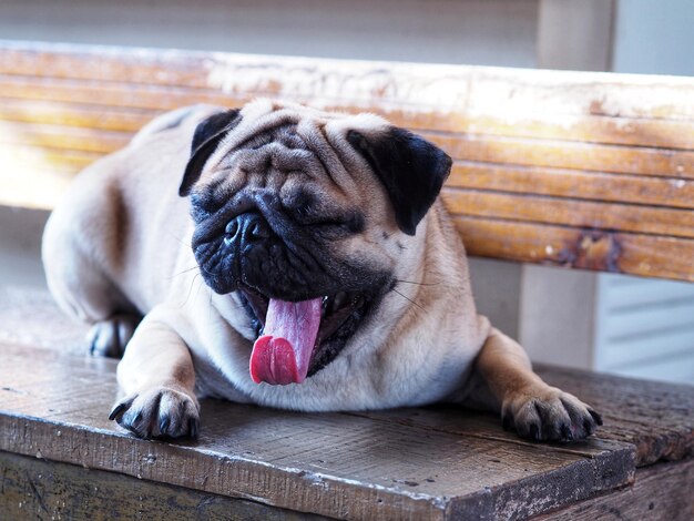 Photo close-up of a dog sitting on bench