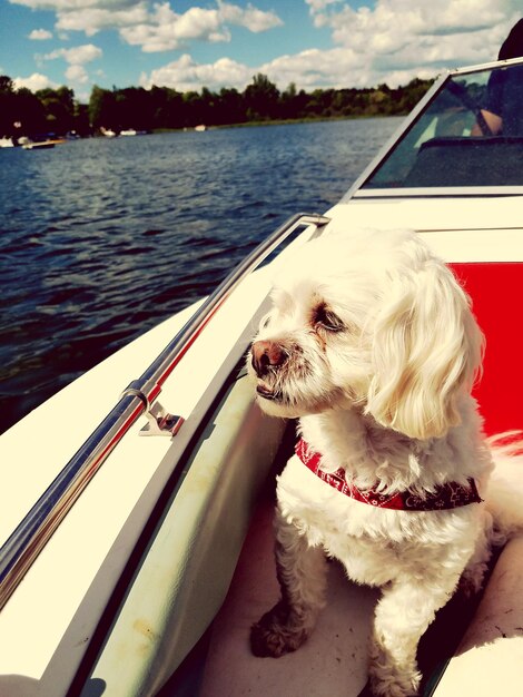 Foto close-up di un cane seduto su una barca che naviga nel lago