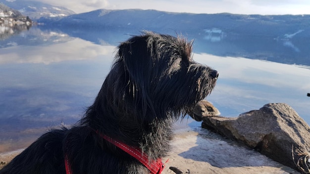 Foto close-up di un cane seduto vicino al lago contro il cielo