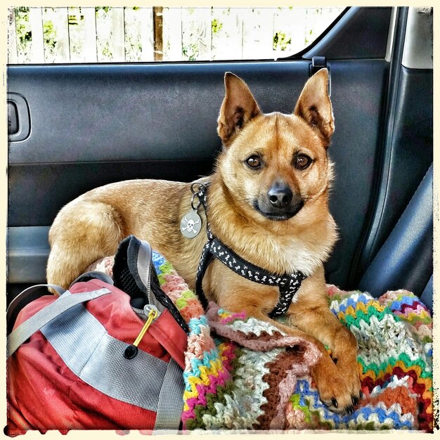 Photo close-up of dog sitting in car