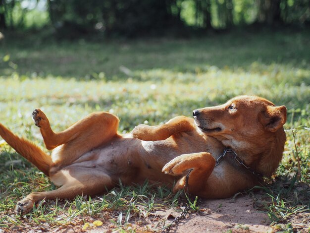 Photo close-up of dog sitting on field