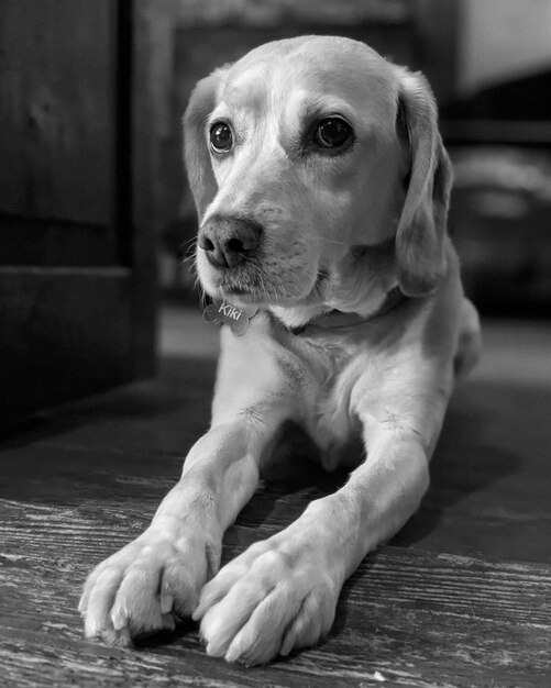 Close-up of dog sitting on floor at home