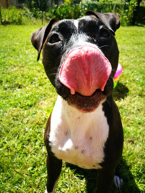 Foto close-up di un cane seduto sull'erba